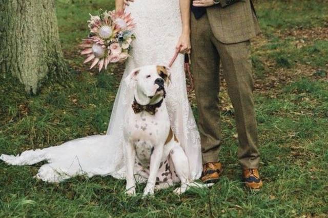 Take the lead - Dog Chaperone