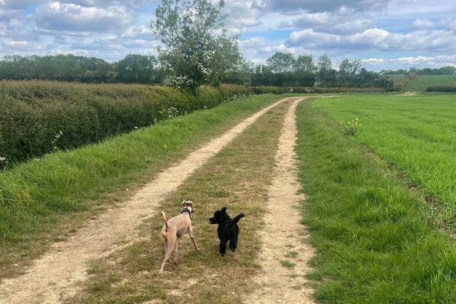 Take the lead - Dog Chaperone
