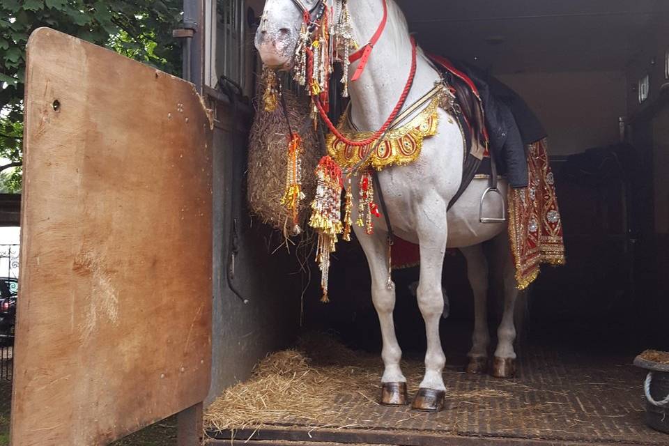 Addington Palace Wedding horse