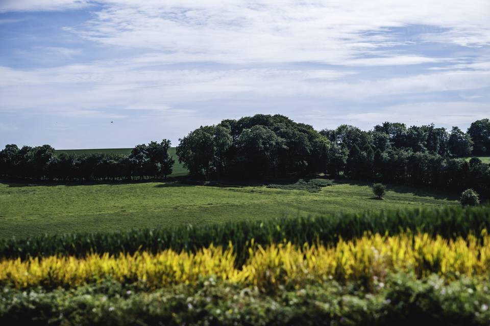 Surrounding fields