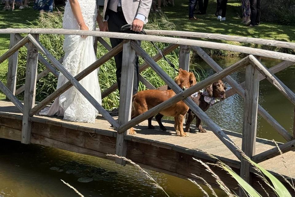 Bride & groom with family dogs