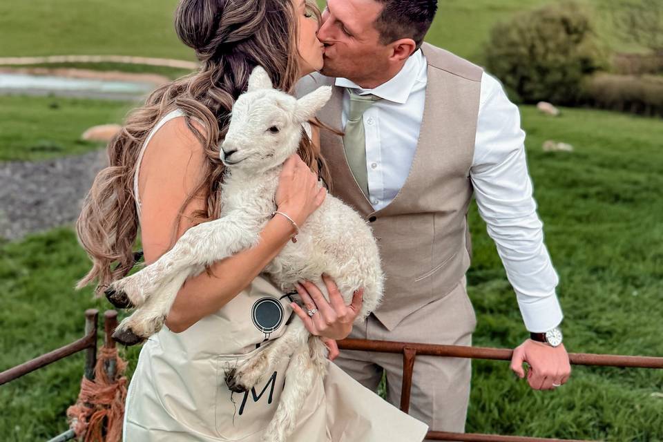 Brides dream with Baby Lambs