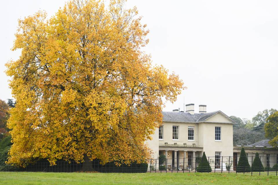 Tulip tree view