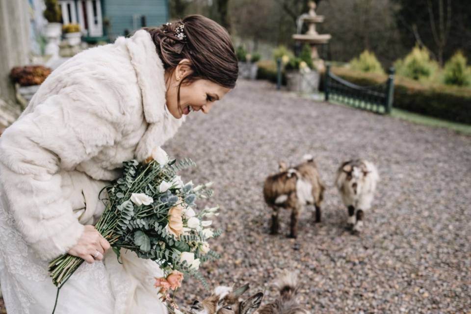 Resident Pygmy Goats