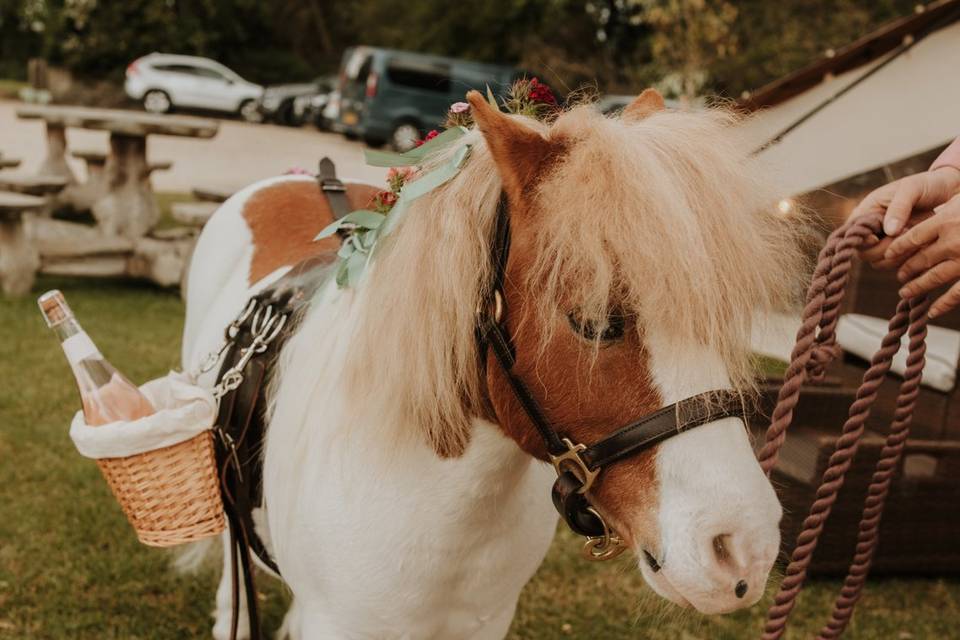 Mr Fuggles the party pony