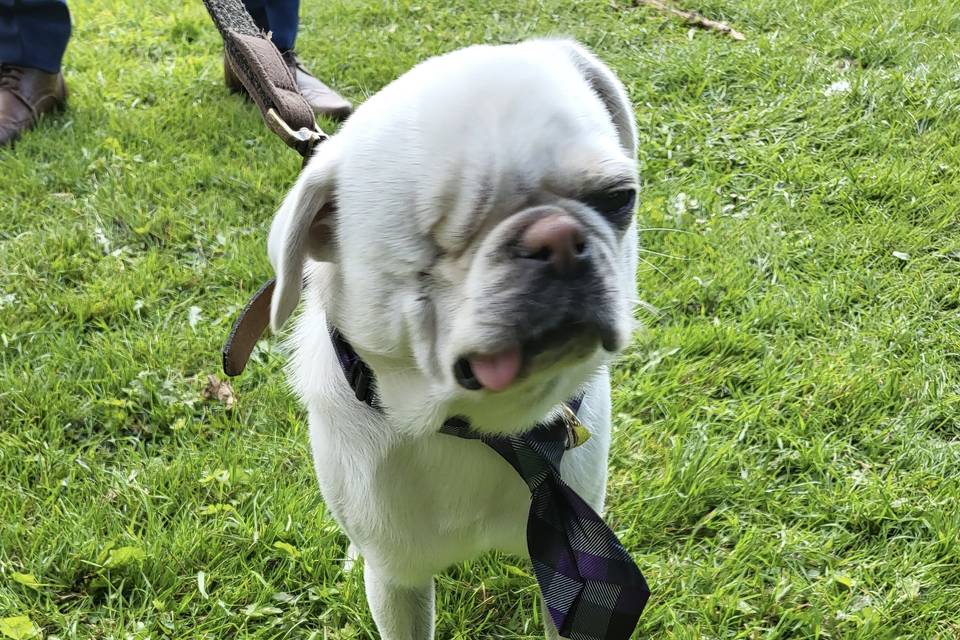 Pea the one eyed ring bearer ❤️