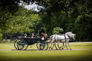 D K Carriage Horses