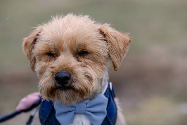 Dog Tuxedo