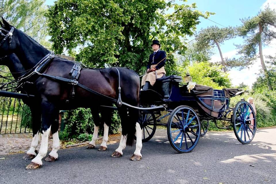 D K Carriage Horses