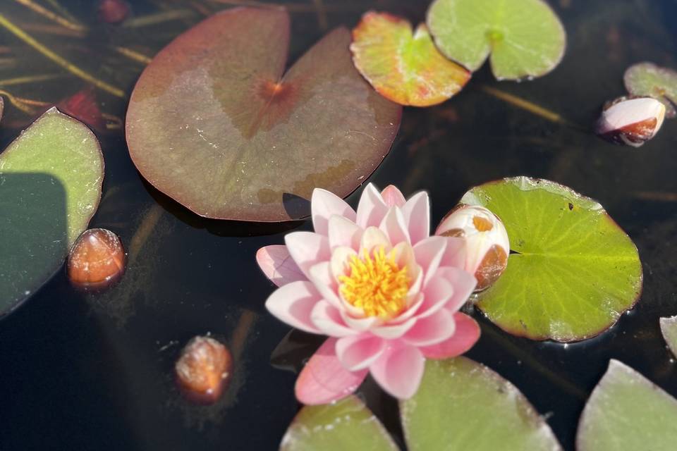 Lilys at Littlefield Manor