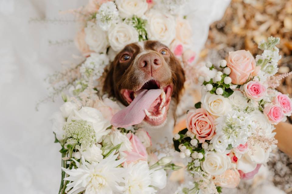 Wedding dog
