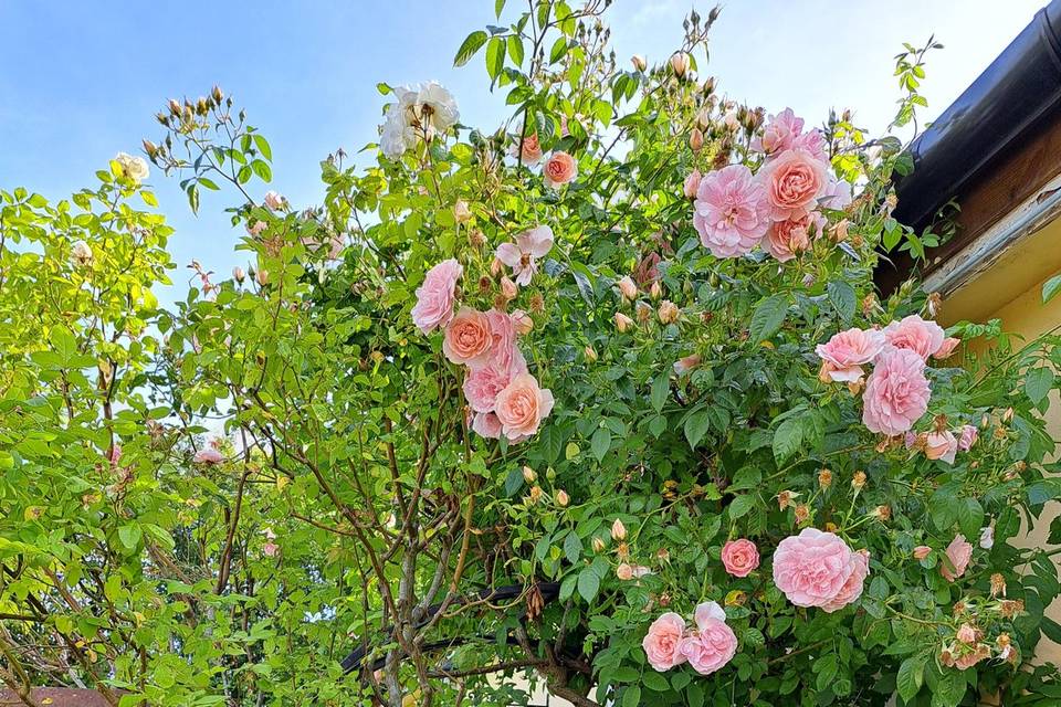 Rose Arch