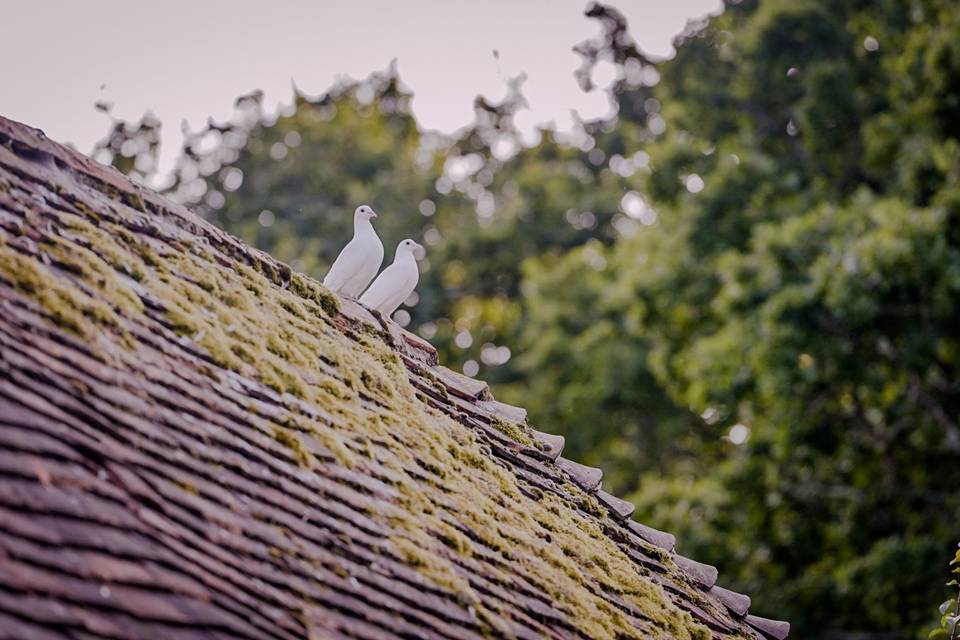 Two white Doves