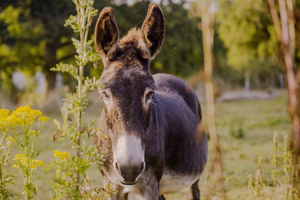 A wedding donkey