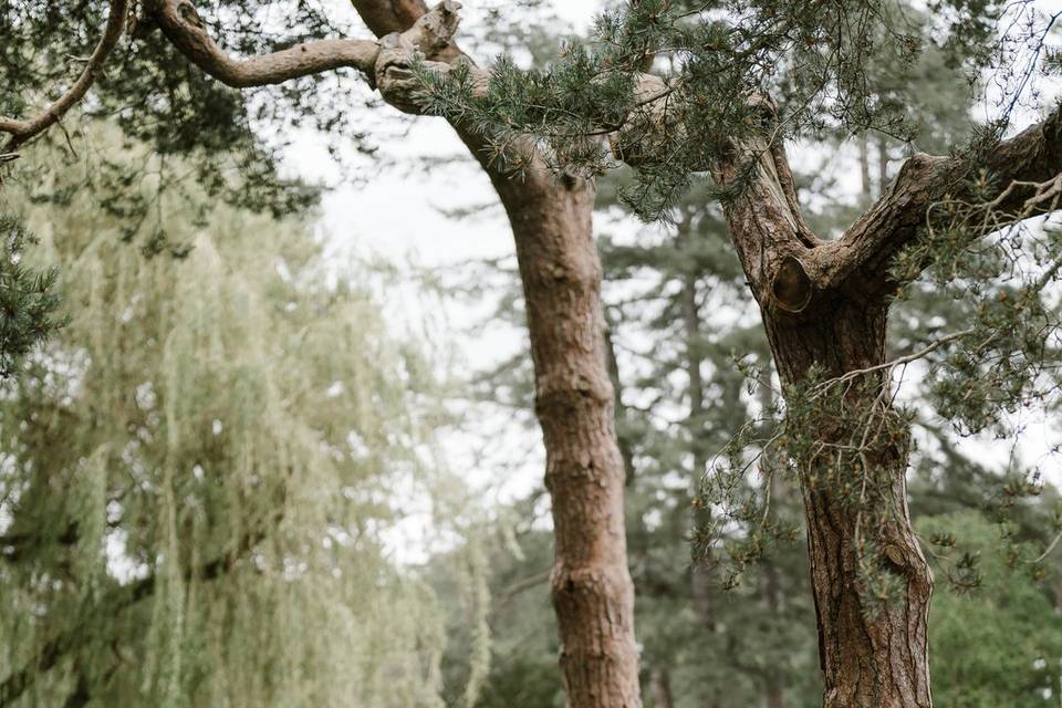 Wizard Tree ceremony