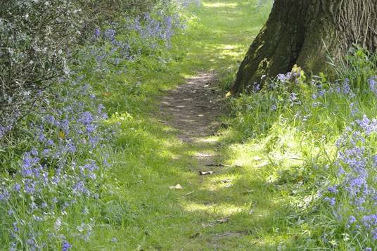 Bluebell season