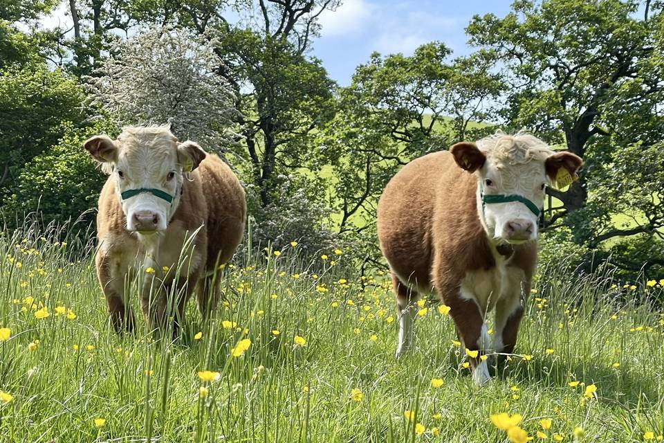 Ben and Jerry our mini cows