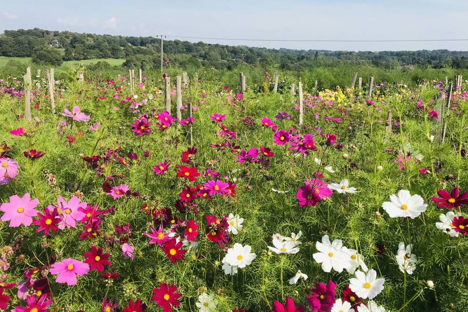 Part of the flower field