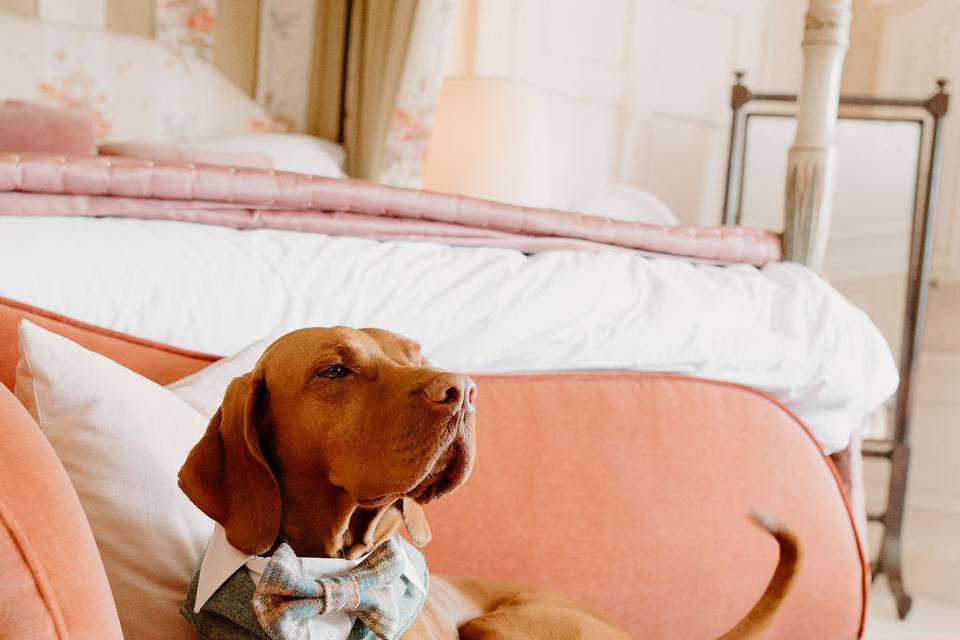 Dog Friendly