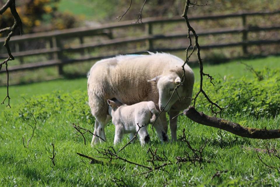 Mickleton Hills Farm