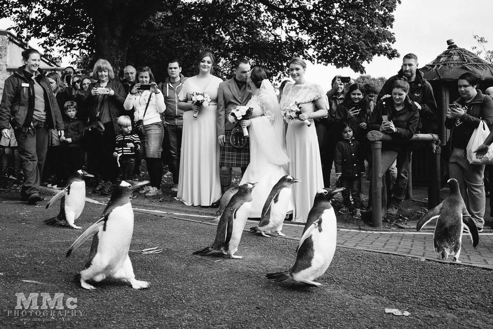 Penguin parade!