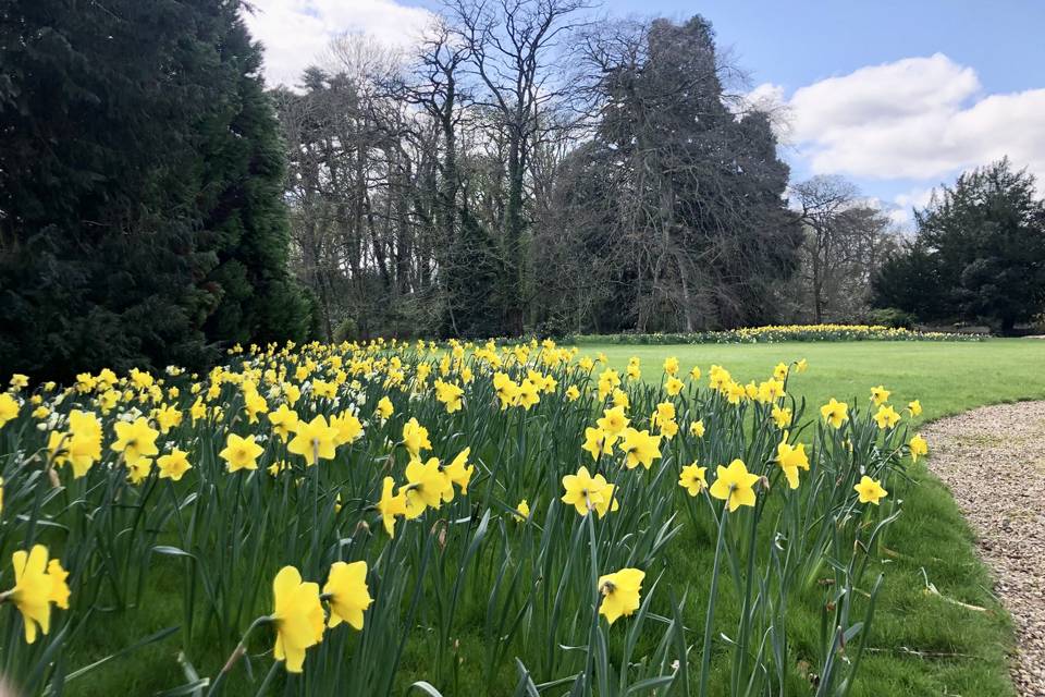 Front lawns in Spring