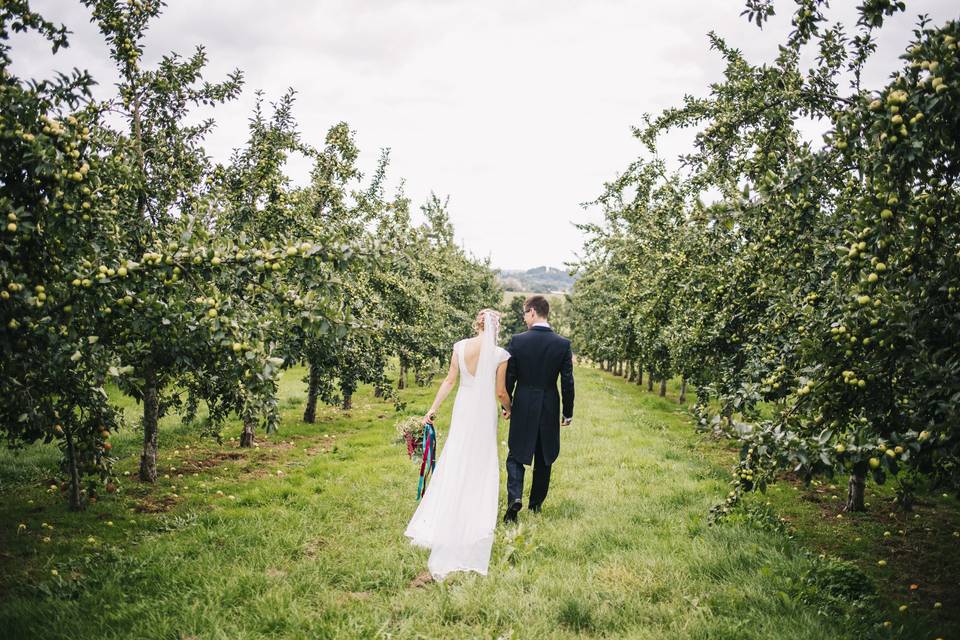 Apple laden orchard