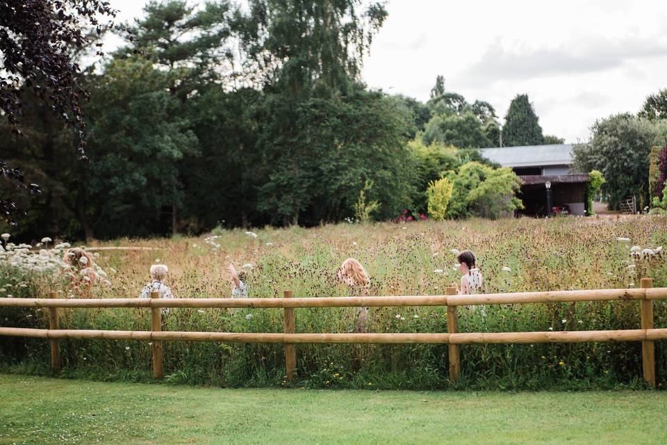 Fun in the wildflower meadow