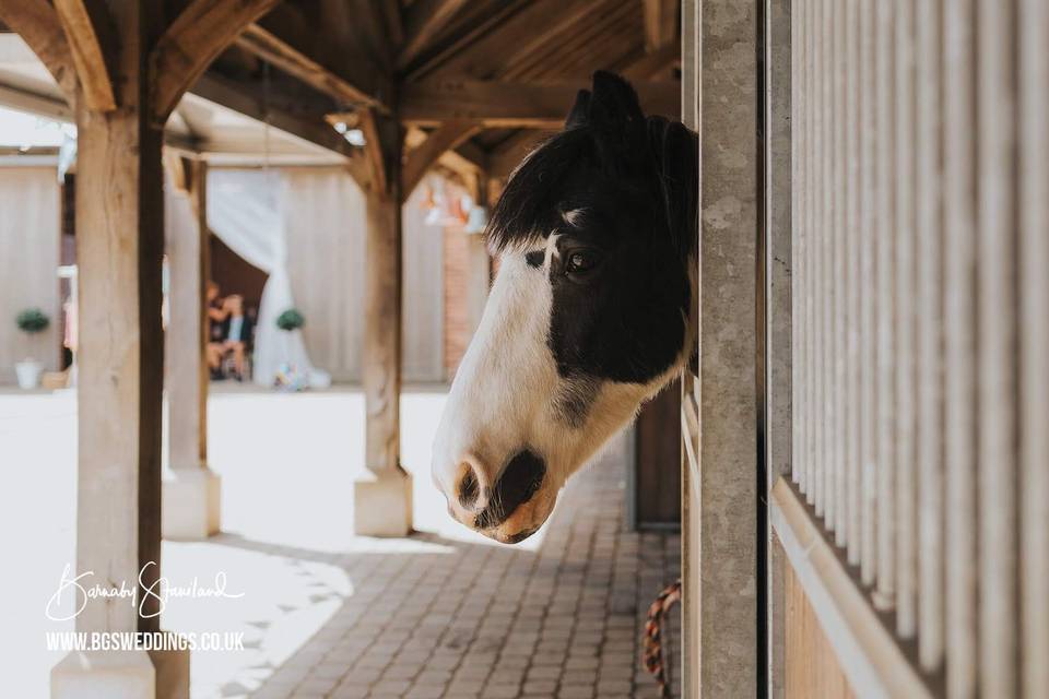 Castle View Farm and Stables 13