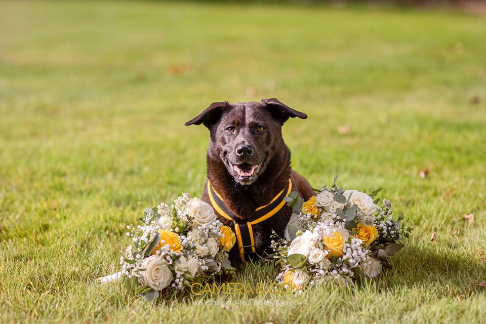 Dog and flowers