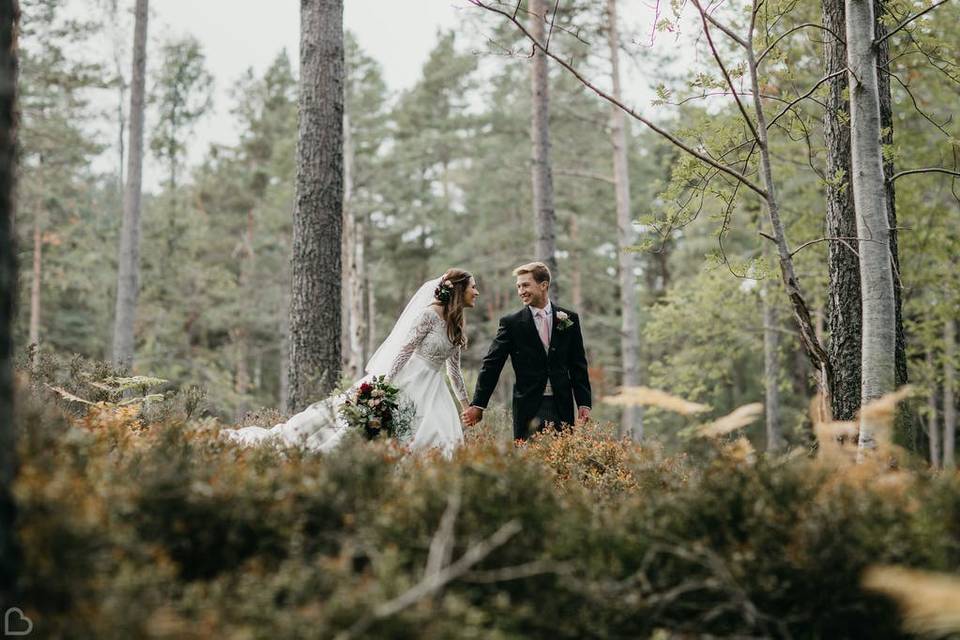 Forest of Glen Tanar