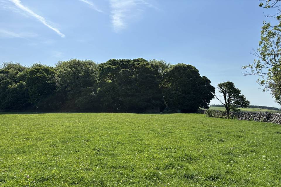 Field