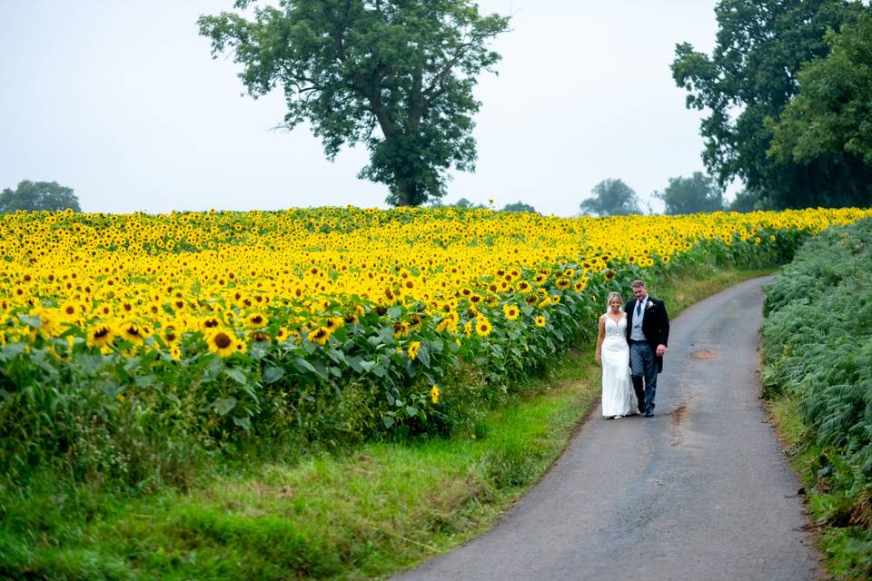 Sunflowers on a rainy day