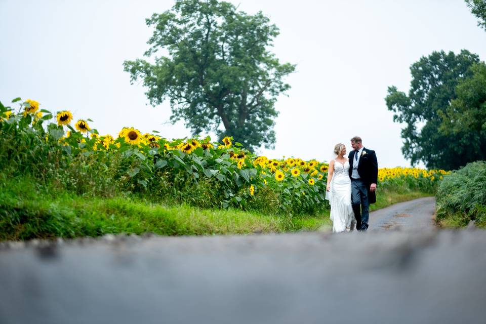 Sunflowers on a rainy day