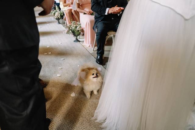 Cutest ringbearer