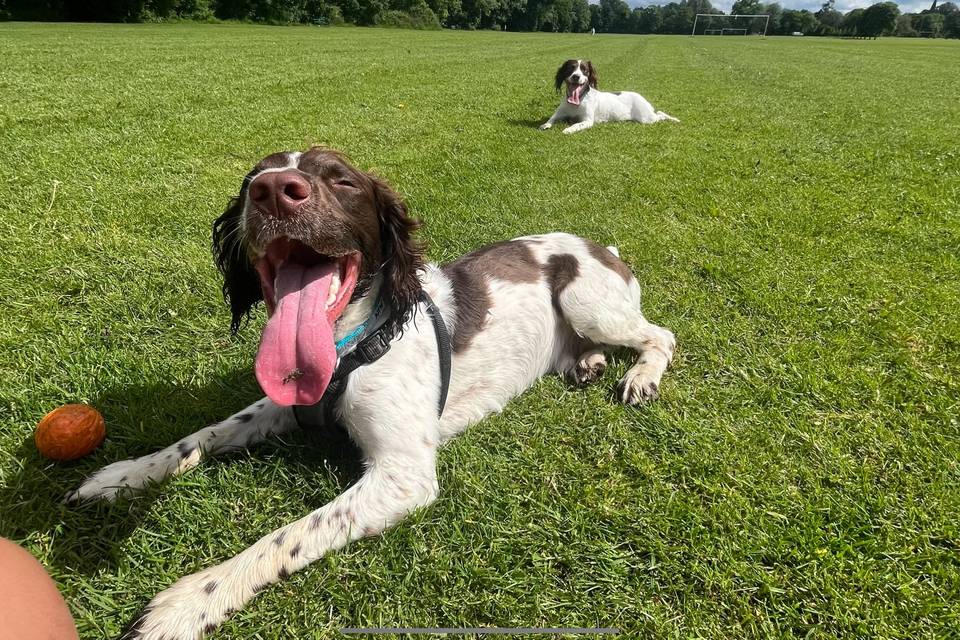 Dog Boarding and Daycare