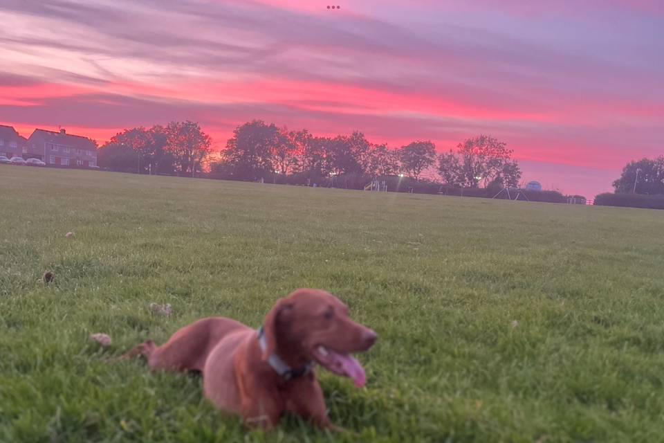 Dog Boarding and Daycare