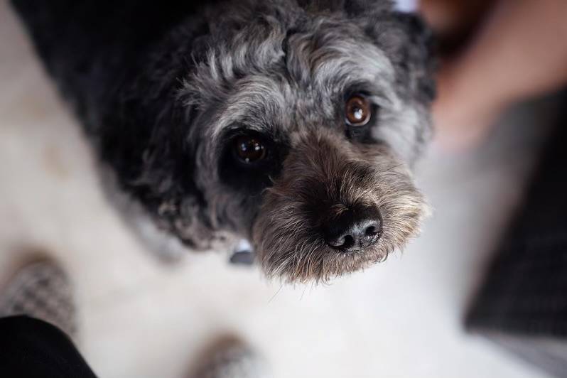 Wedding Guest Dog Chaperone