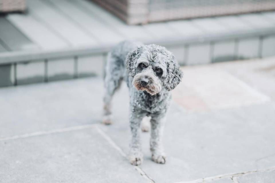 Dog Chaperone Wedding Guest