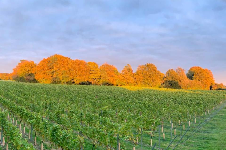 Vine View Barn