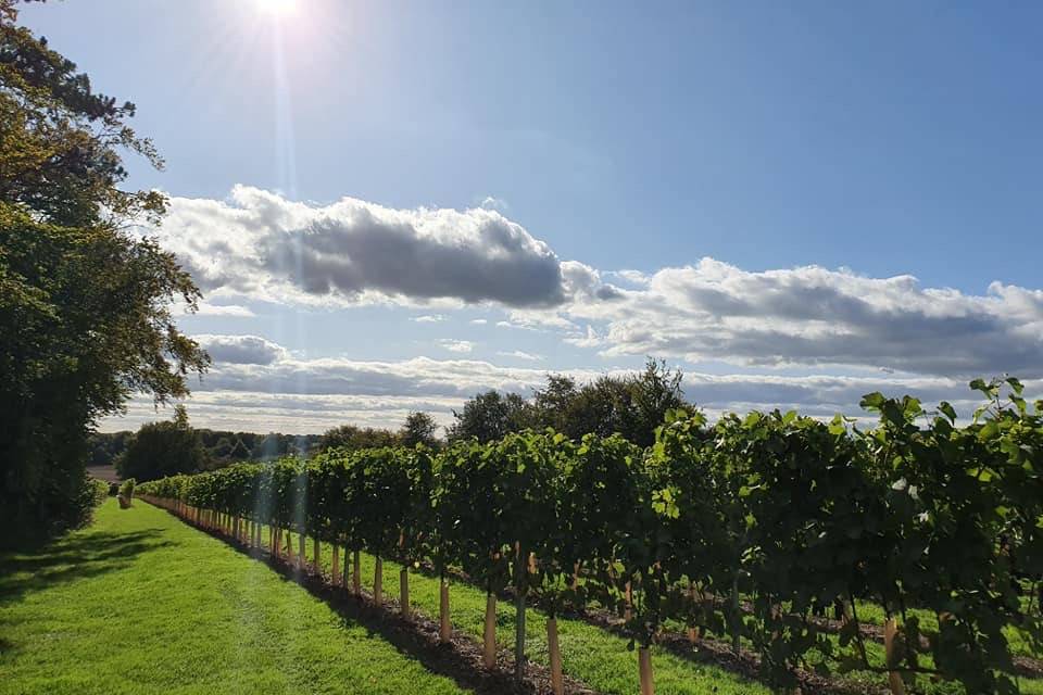 Vine View Barn