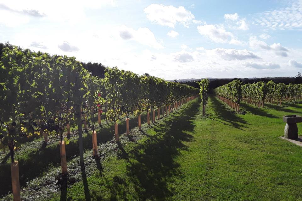 Bluestone Vines