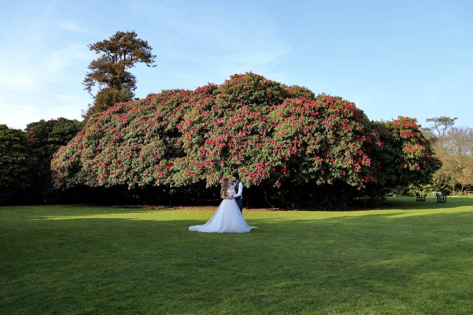 Rhododendron on Flora's Green