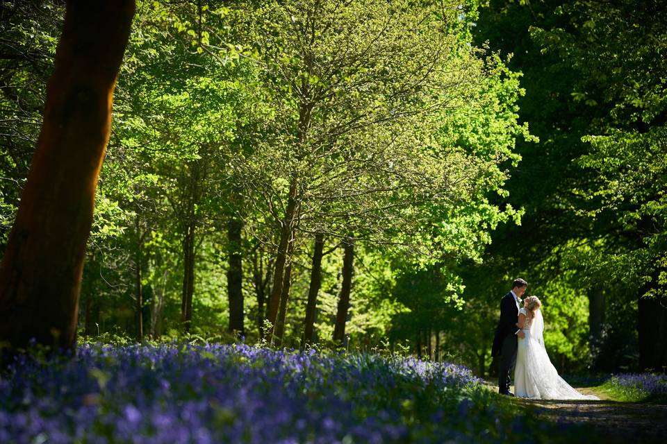 Bluebell woods