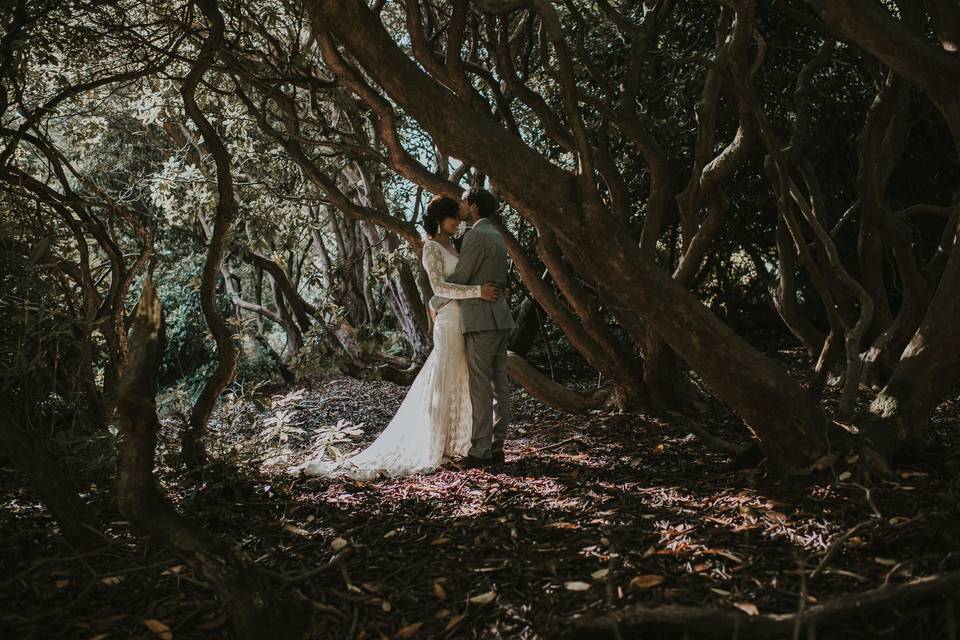 The Rhododendrons