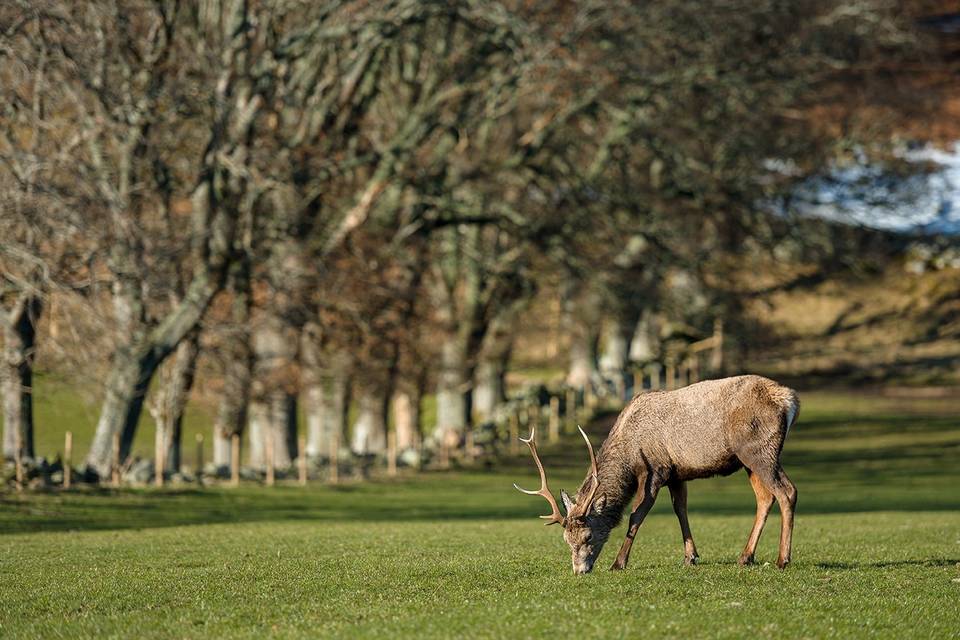 Local wildlife