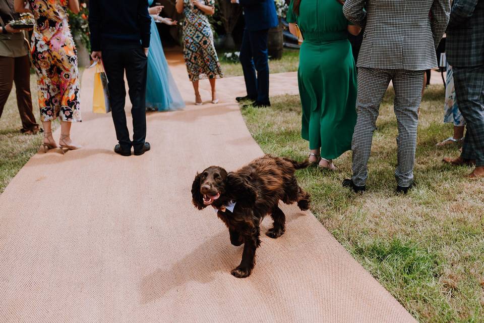 Doggo's on weddings!!