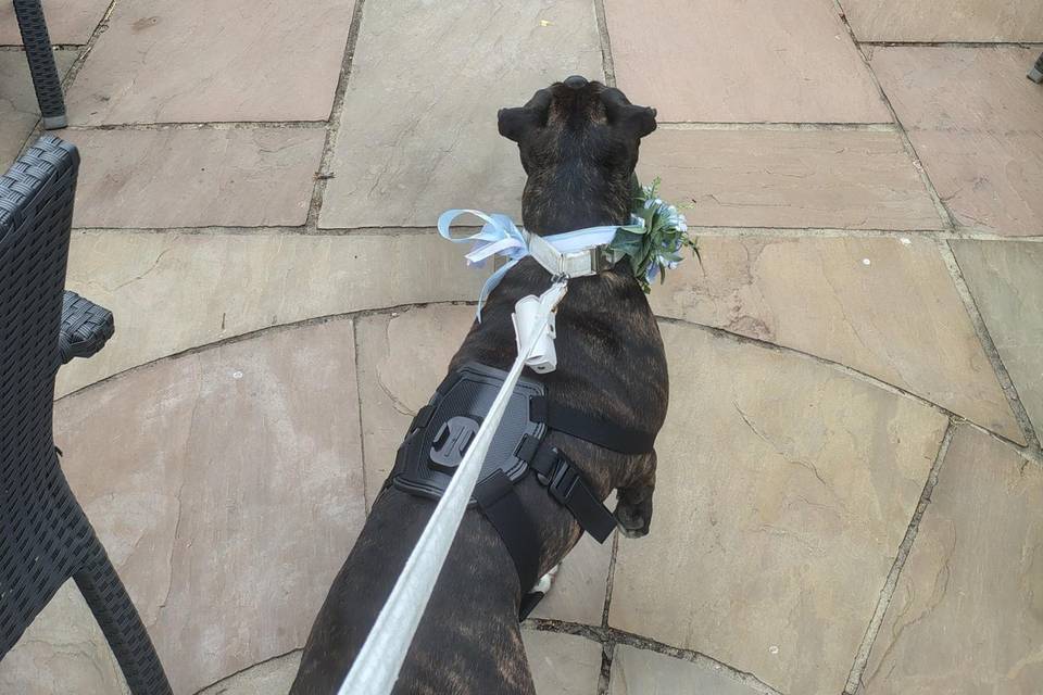 Waiting to be ring bearer