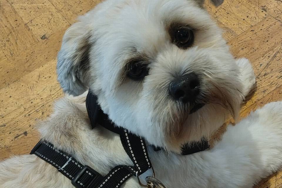 Beautiful Freddie