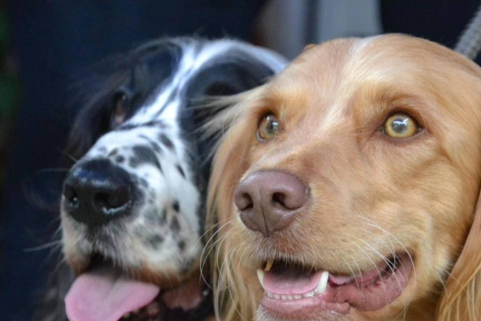 2 ring bearers central